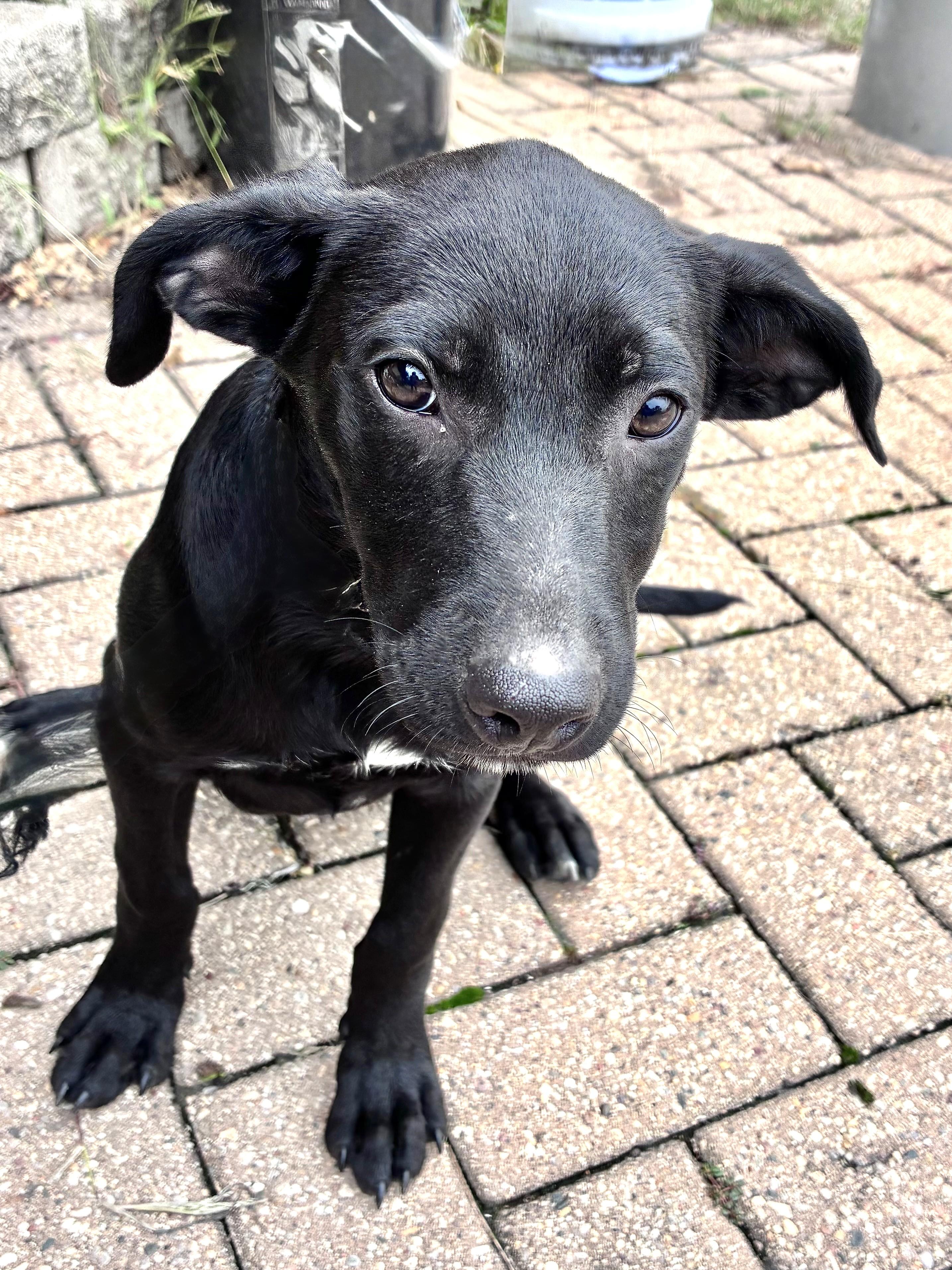 Enlarge Mavrik, a Adoptable mixed breed in West Chicago, IL image 3/3