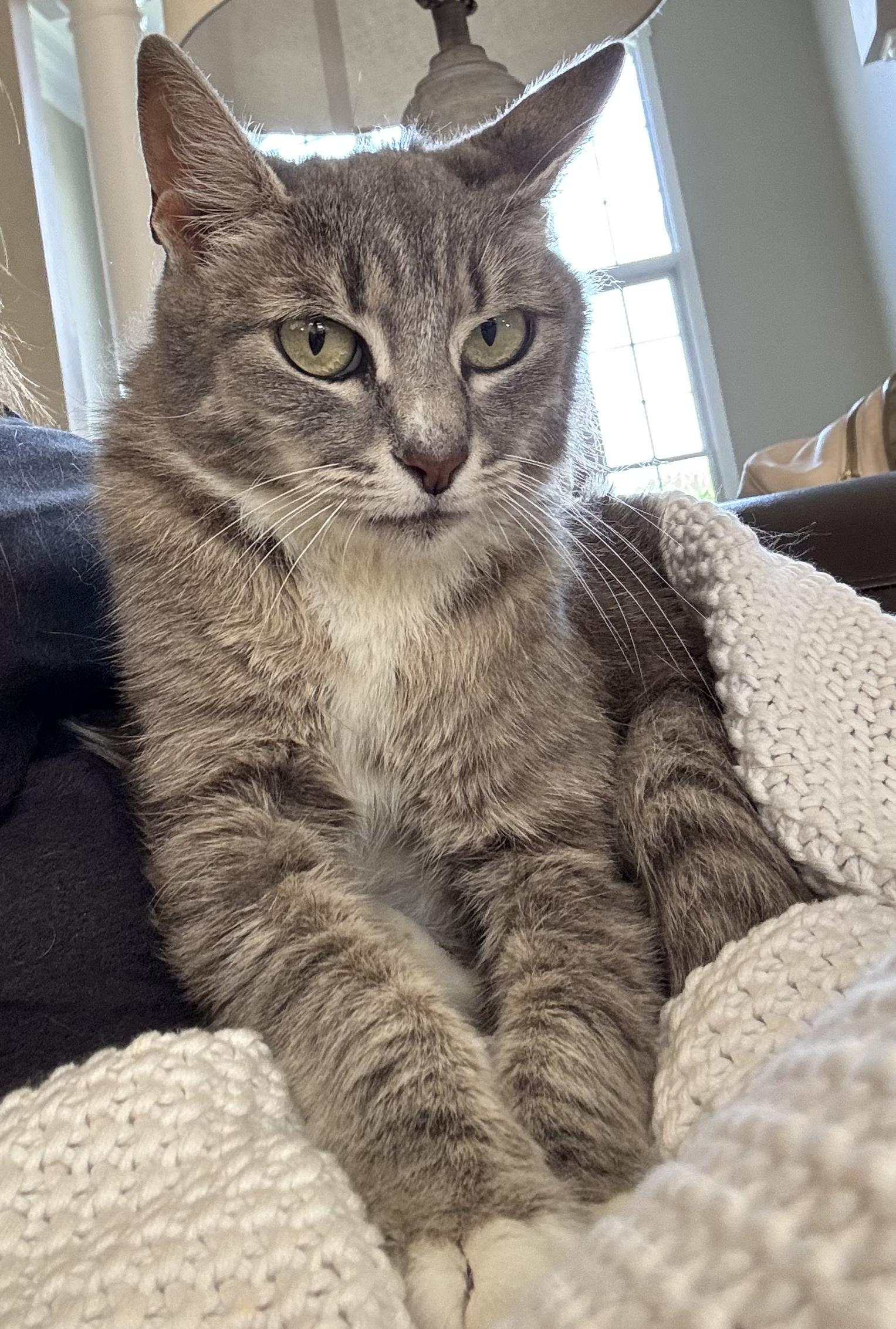 Enlarge Biscuits, a Adoptable Domestic Short Hair in Moore, SC image 2/4