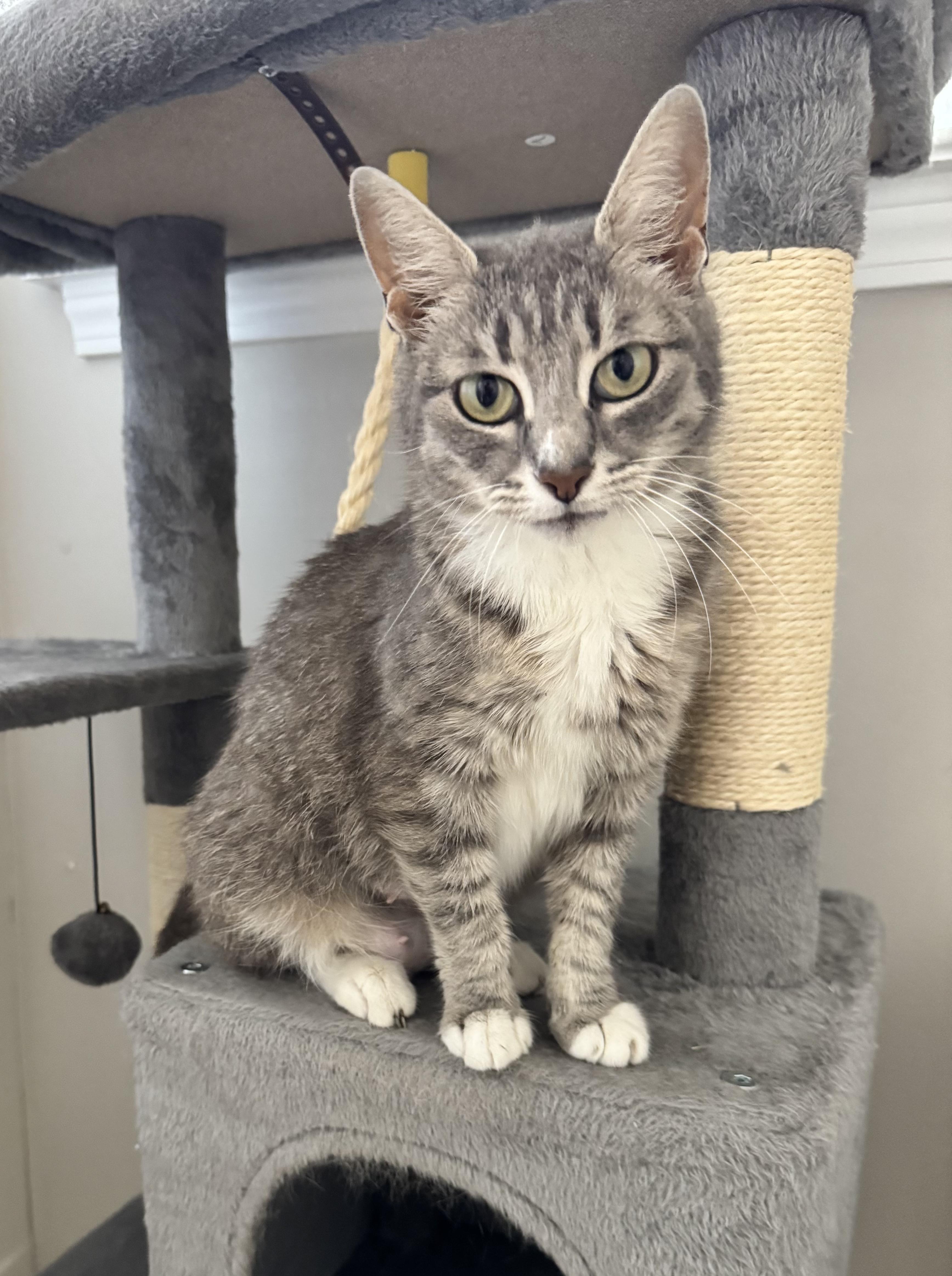 Enlarge Biscuits, a Adoptable Domestic Short Hair in Moore, SC image 3/4