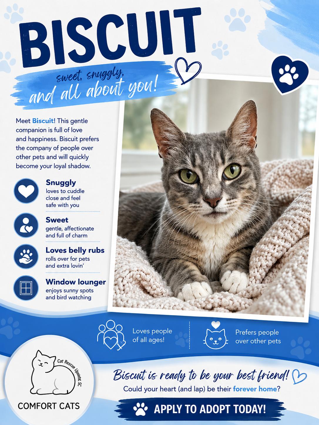 Enlarge Biscuits, a Adoptable Domestic Short Hair in Moore, SC image 1/4