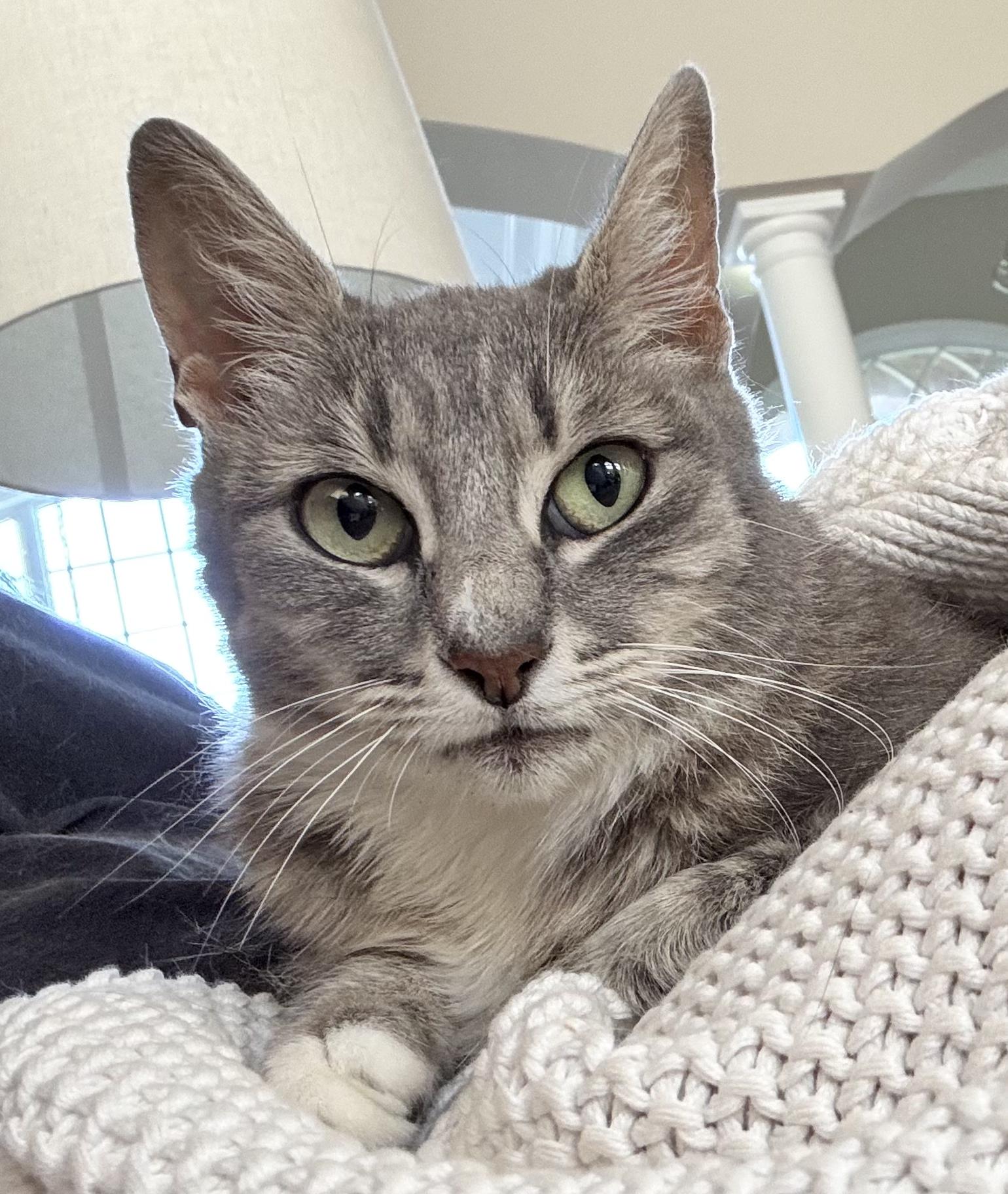 Enlarge Biscuits, a Adoptable Domestic Short Hair in Moore, SC image 4/4