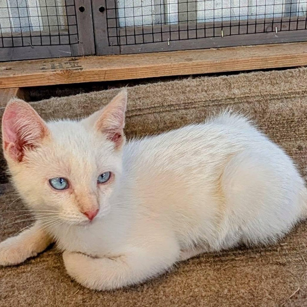 Scarlett, an adoptable Manx, Siamese in Libby, MT, 59923 | Photo Image 2