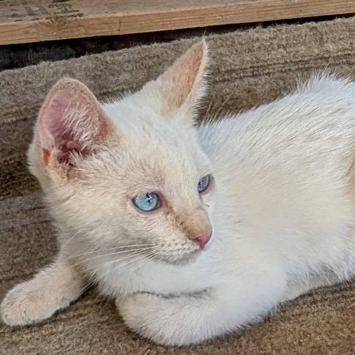 Scarlett, an adoptable Manx, Siamese in Libby, MT, 59923 | Photo Image 1