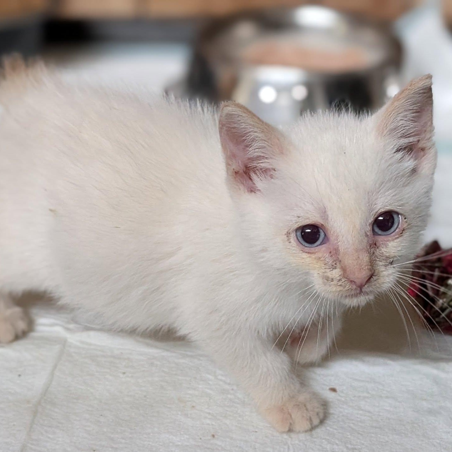 Scarlett, an adoptable Siamese, Manx in Libby, MT, 59923 | Photo Image 3