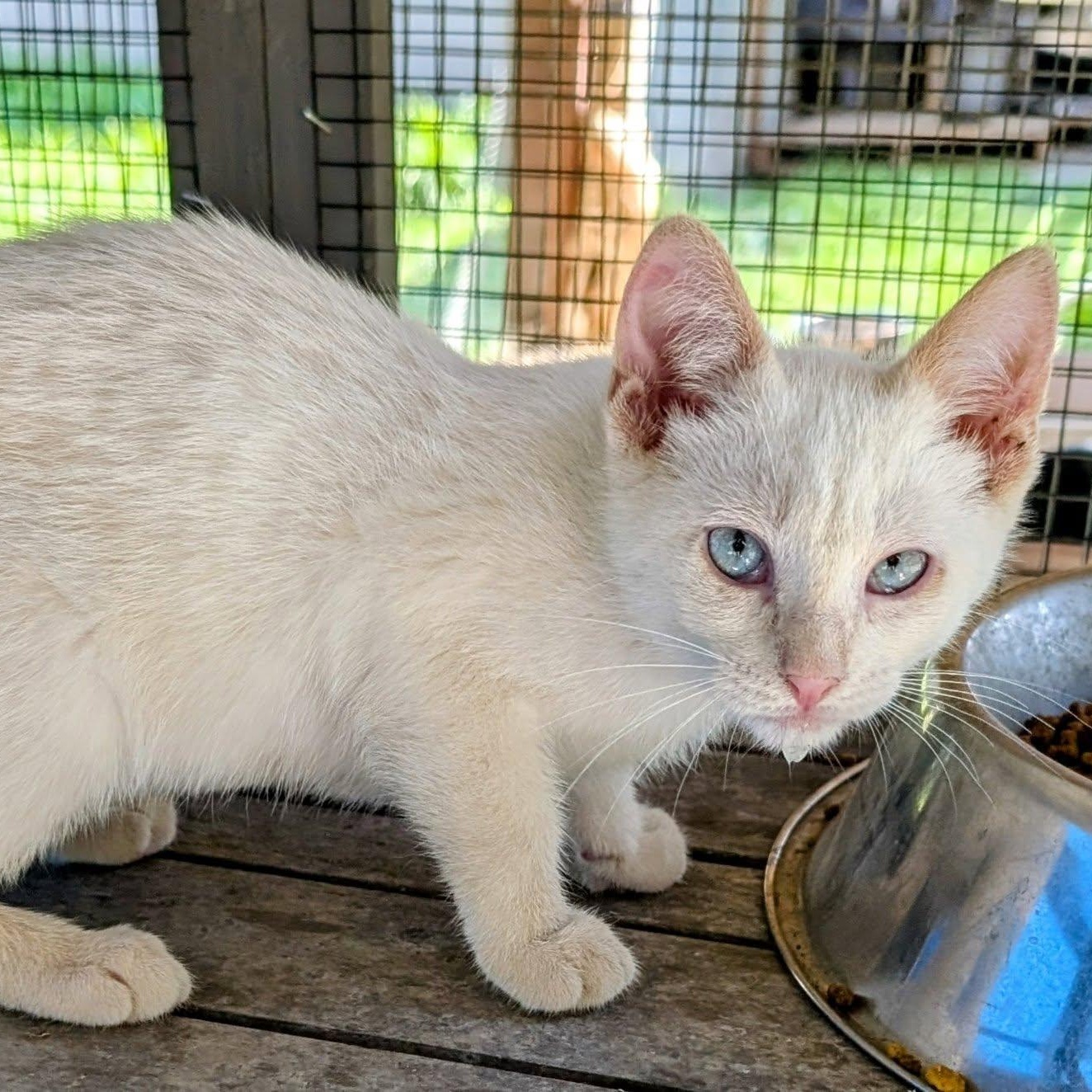 Scarlett, an adoptable Manx, Siamese in Libby, MT, 59923 | Photo Image 4