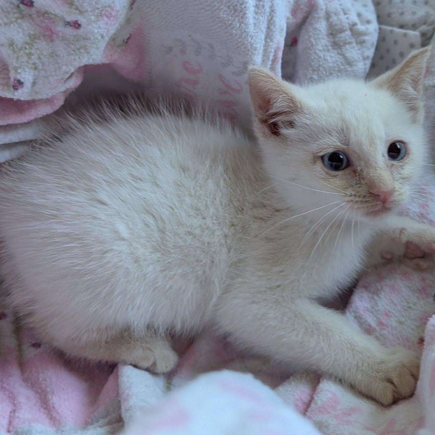 Scarlett, an adoptable Siamese, Manx in Libby, MT, 59923 | Photo Image 1