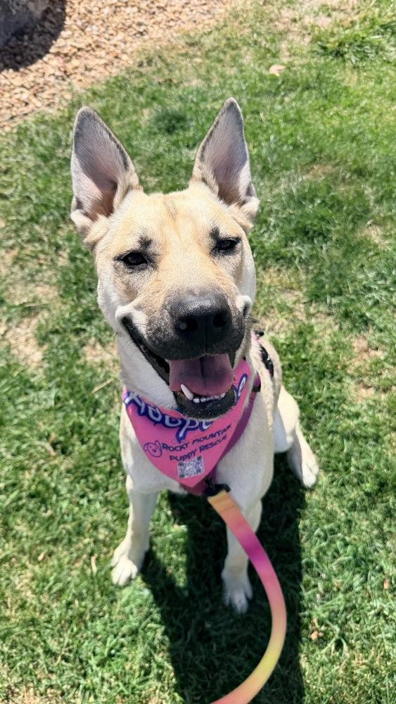CHELSEA, Adoptable, Young Female Australian Cattle Dog / Blue Heeler & Husky.