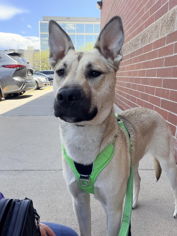 CHELSEA, Adoptable, Young Female Australian Cattle Dog / Blue Heeler & Husky.