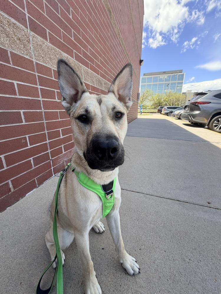 CHELSEA, a Adoptable mixed breed in Thornton, CO image 2/5