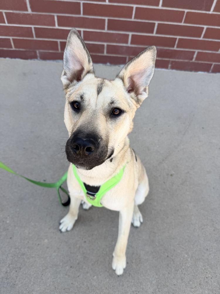 CHELSEA, a Adoptable mixed breed in Thornton, CO image 4/5
