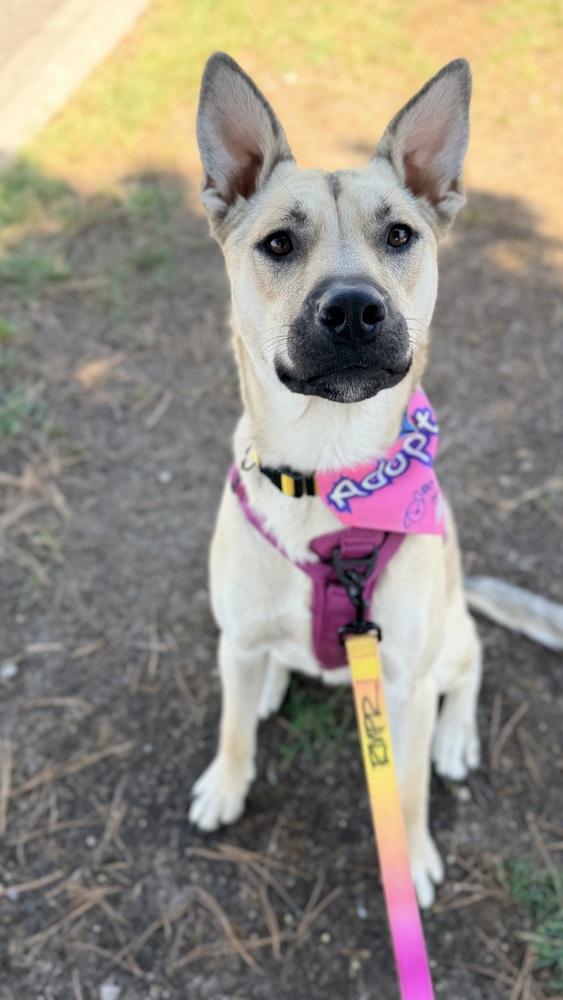 Enlarge CHELSEA, a Adoptable mixed breed in Thornton, CO image 2/6