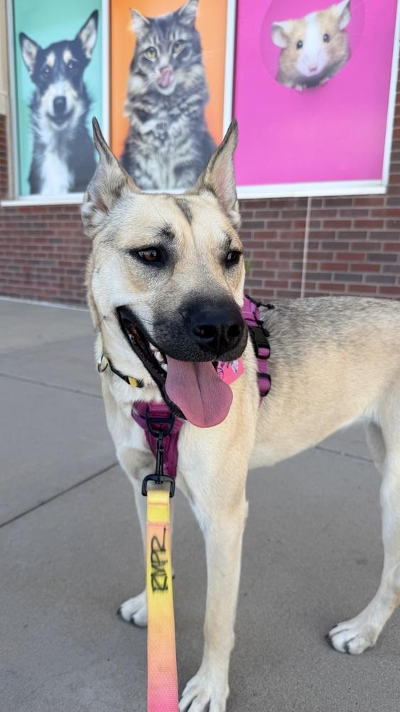 Enlarge CHELSEA, a Adoptable mixed breed in Thornton, CO image 3/6