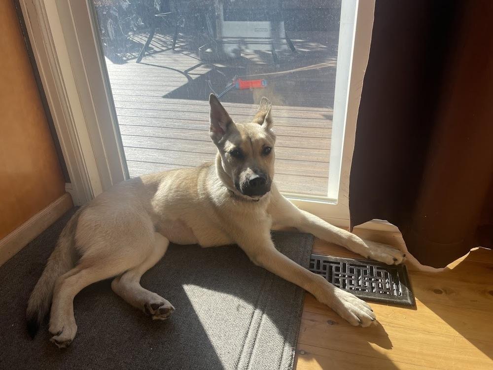 CHELSEA, a Adoptable mixed breed in Thornton, CO image 5/5