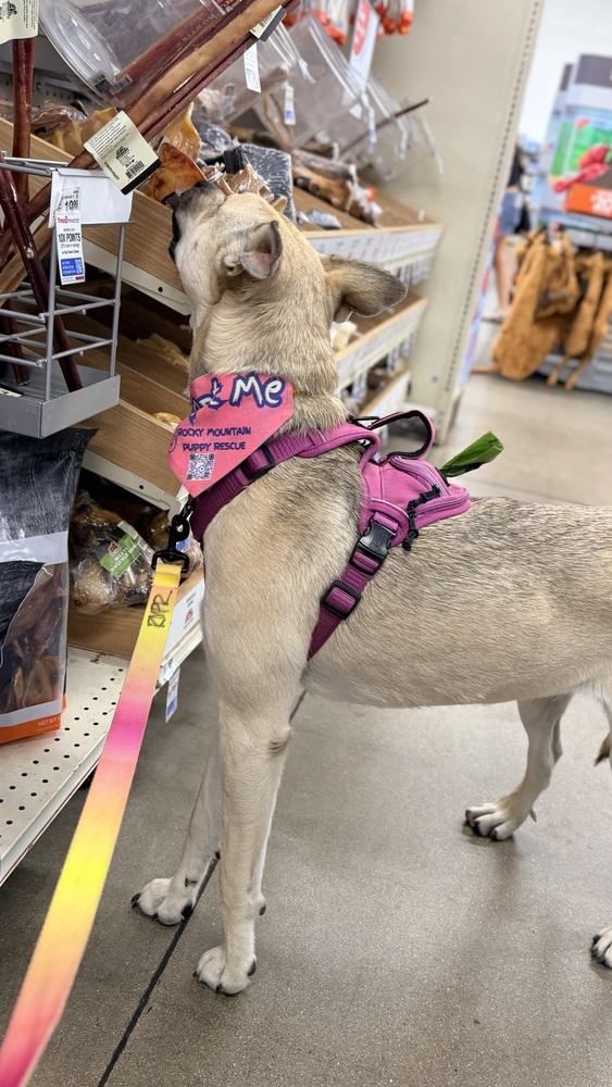 Enlarge CHELSEA, a Adoptable mixed breed in Thornton, CO image 4/6