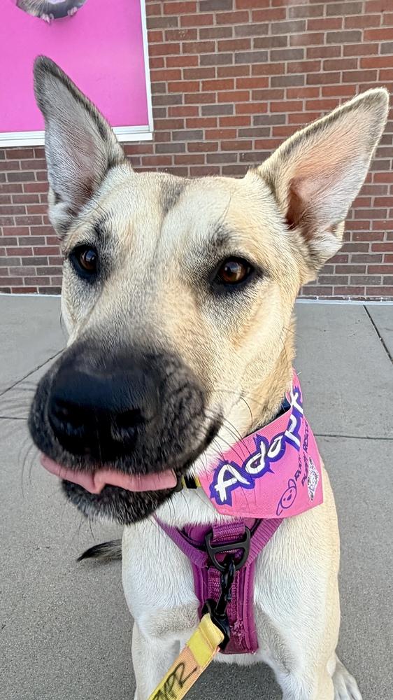 Enlarge CHELSEA, a Adoptable mixed breed in Thornton, CO image 5/6