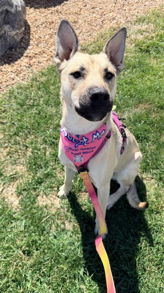 Enlarge CHELSEA, a Adoptable mixed breed in Thornton, CO image 6/6