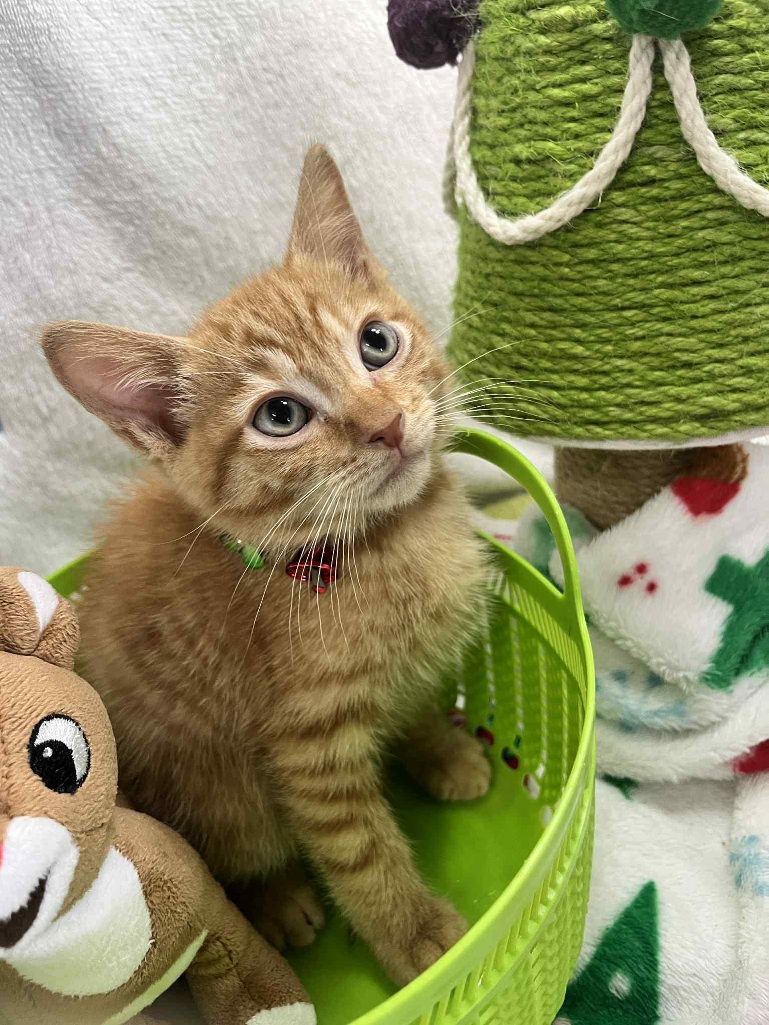 Ferris, a Adoptable Tabby in Tavares, FL image 2/2