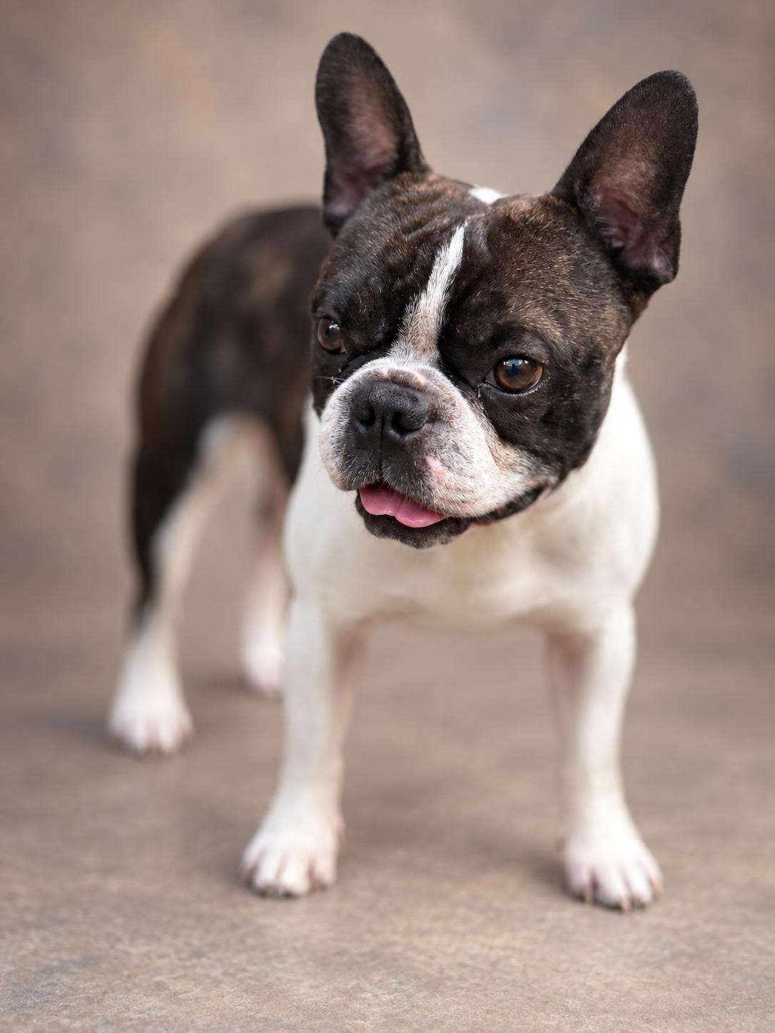 Enlarge Tyson, a Adopted mixed breed in Navarre, FL image 2/3