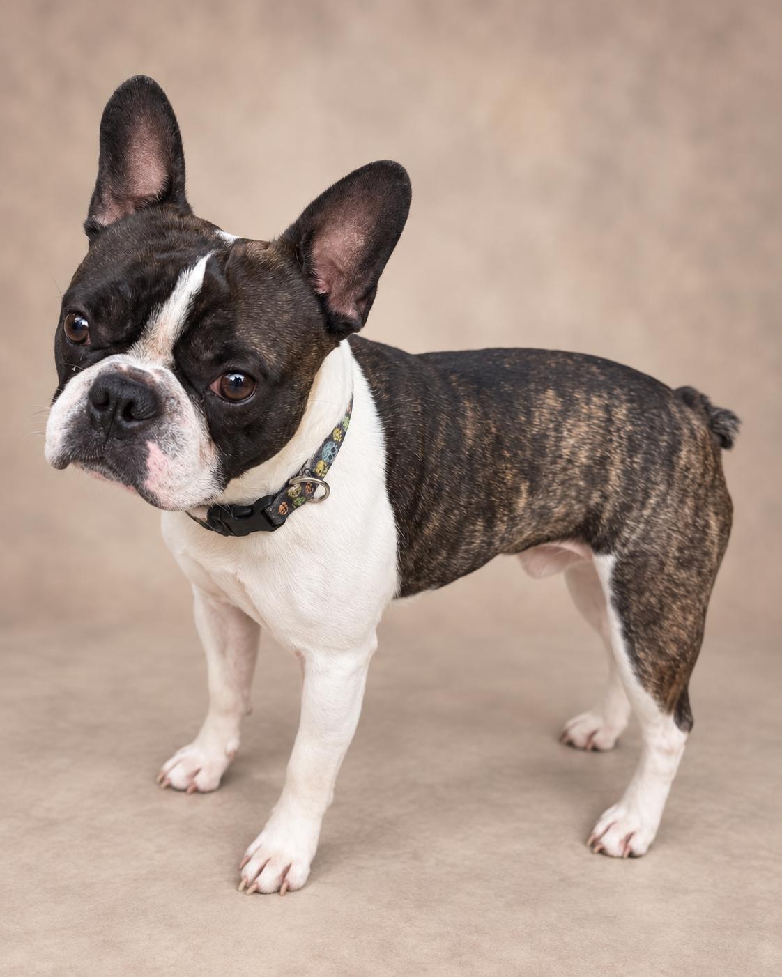 Enlarge Tyson, a Adopted mixed breed in Navarre, FL image 3/3