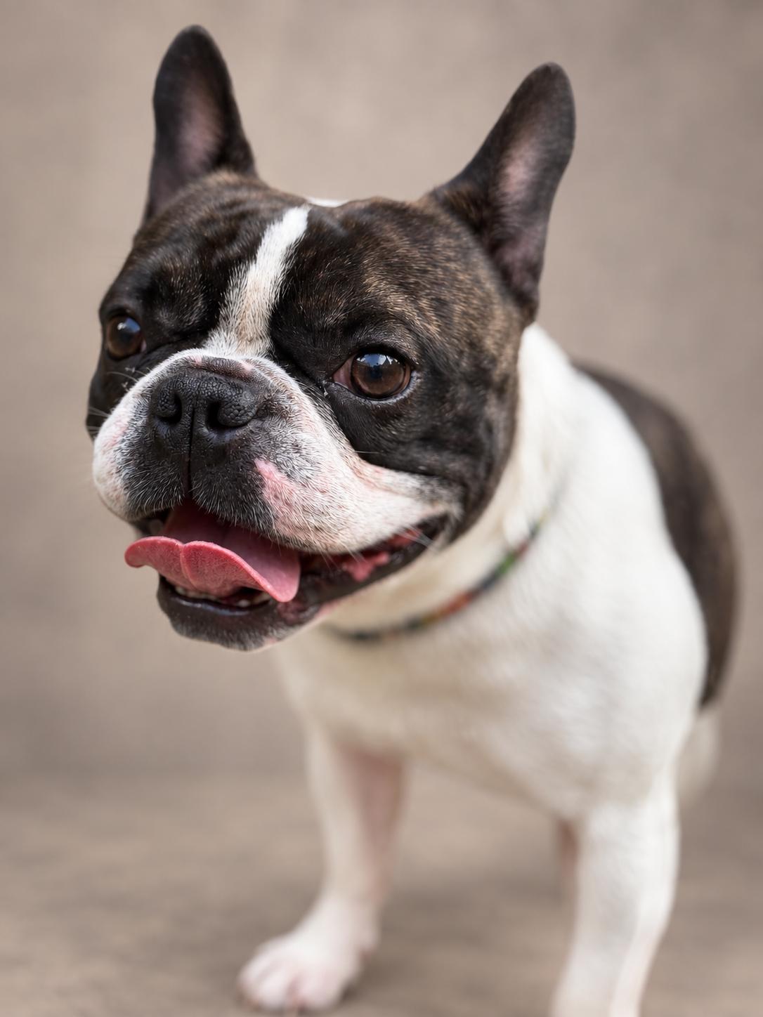 Tyson, Adopted, Adult Male French Bulldog & Boston Terrier.