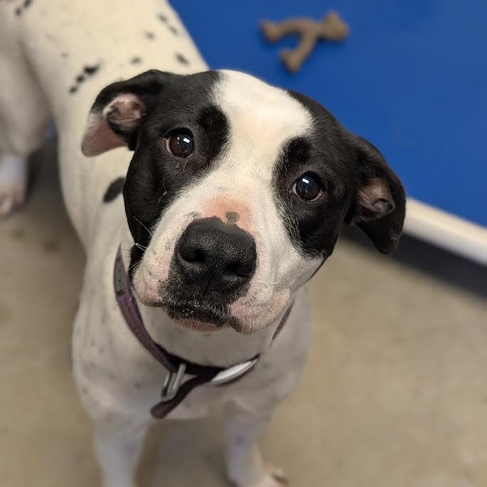 Stella, Adoptable, Adult Female Pit Bull Terrier.