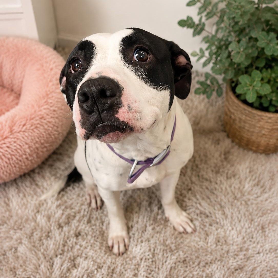 Enlarge Stella, a Adoptable Pit Bull Terrier in Blue Earth, MN image 2/6