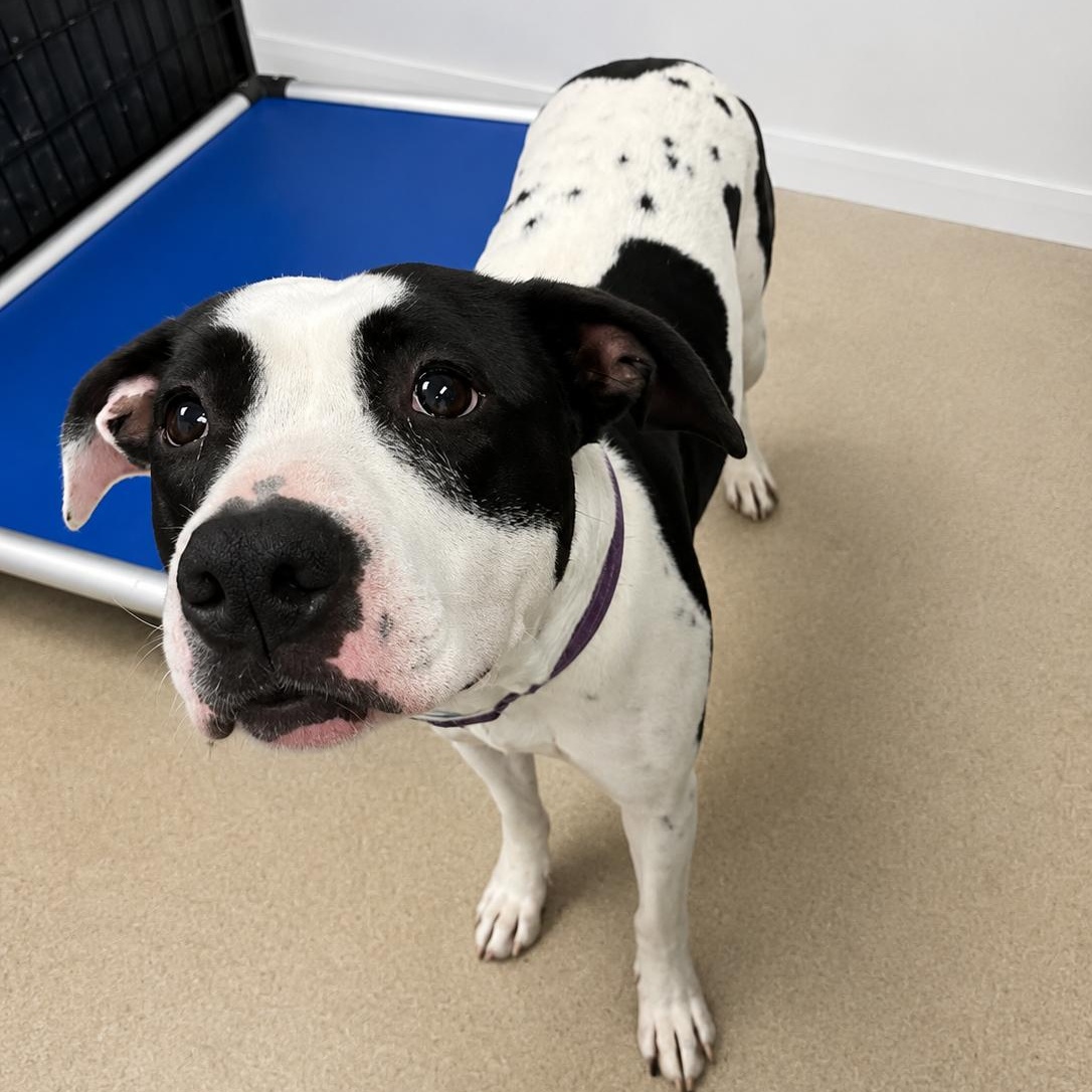 Enlarge Stella, a Adoptable Pit Bull Terrier in Blue Earth, MN image 3/6