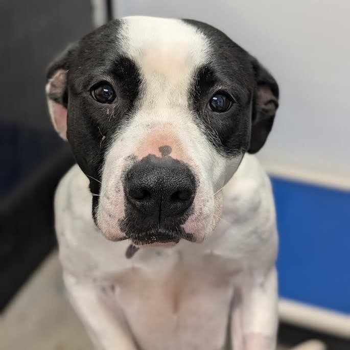 Enlarge Stella, a Adoptable Pit Bull Terrier in Blue Earth, MN image 6/6