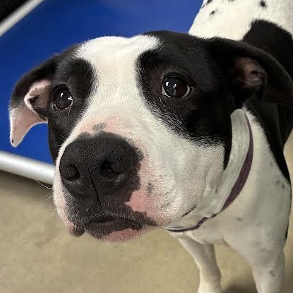Enlarge Stella, a Adoptable Pit Bull Terrier in Blue Earth, MN image 5/6