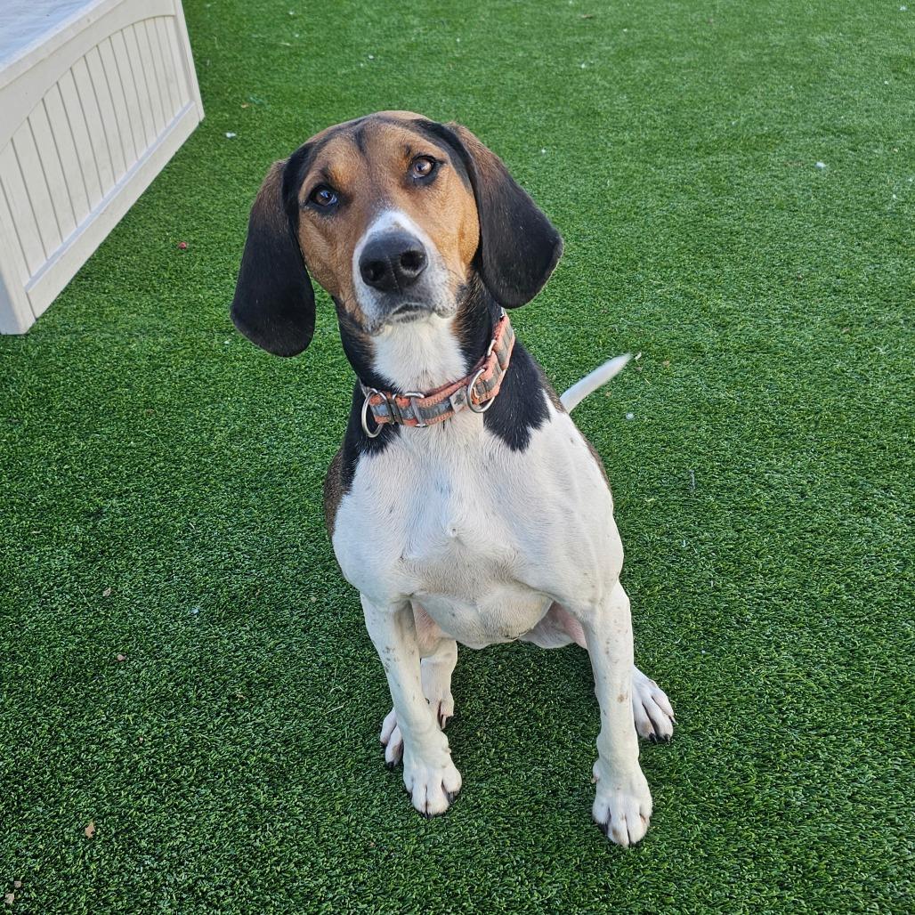 Fern, Adoptable, Adult Female Treeing Walker Coonhound.