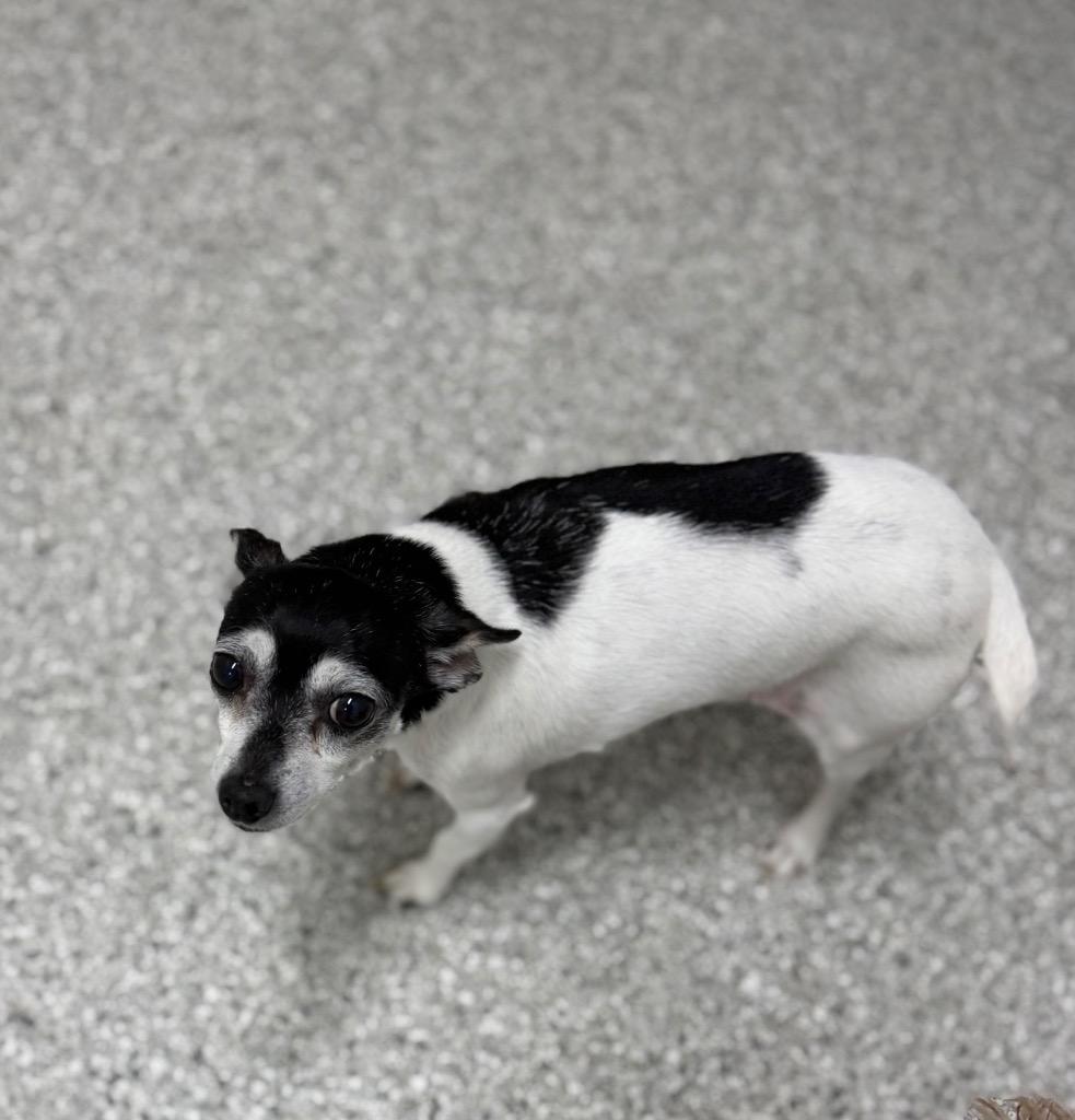 Enlarge Sissy, a Adoptable mixed breed in Albion, NY image 1/1