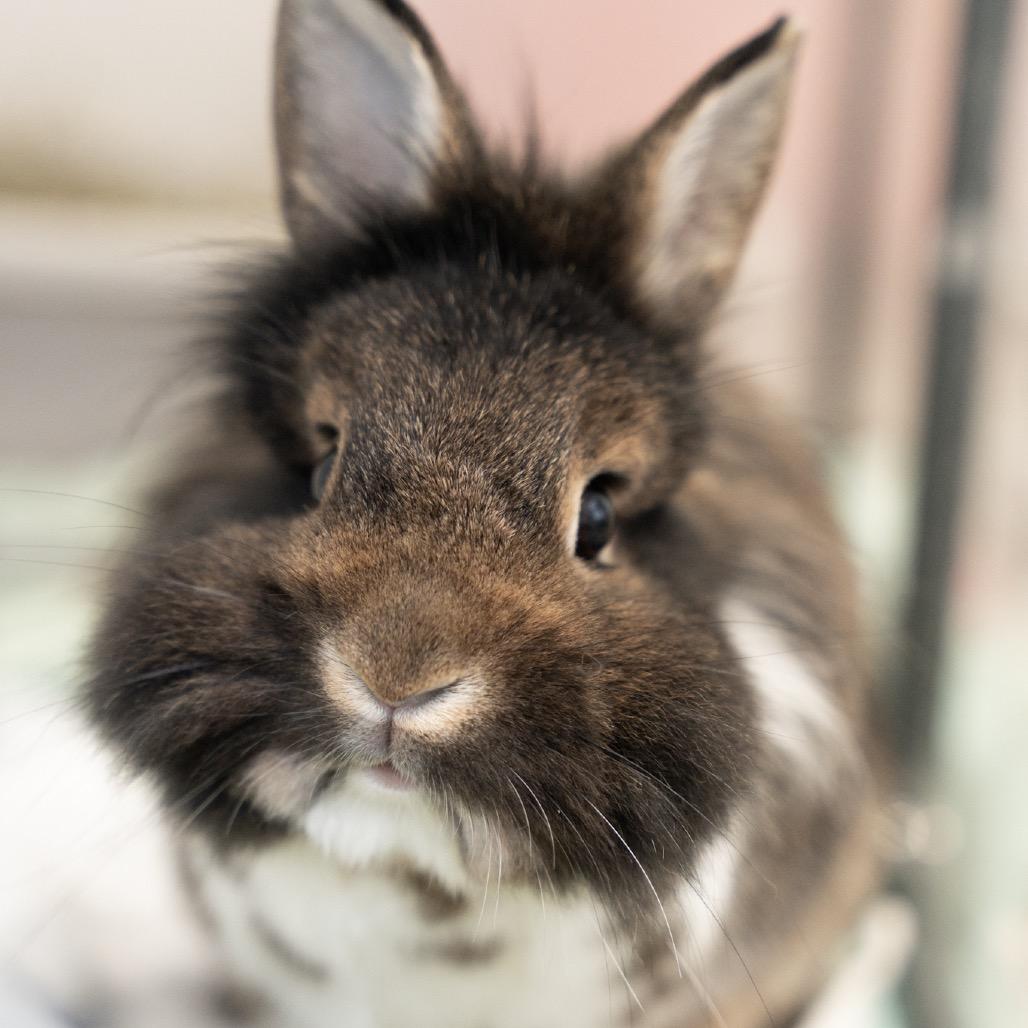 Enlarge Lenny, a Adoptable Lionhead in Kennesaw, GA image 1/2