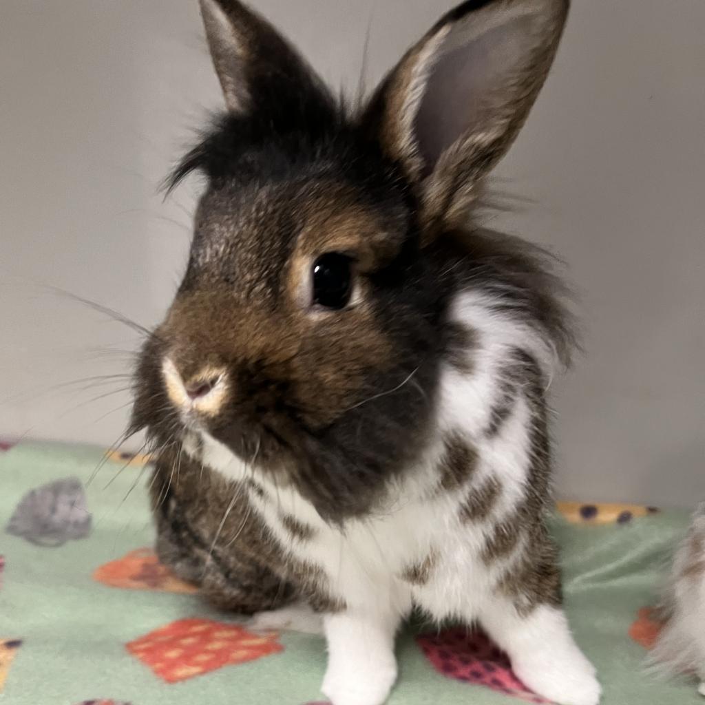 Enlarge Lenny, a Adoptable Lionhead in Kennesaw, GA image 2/2