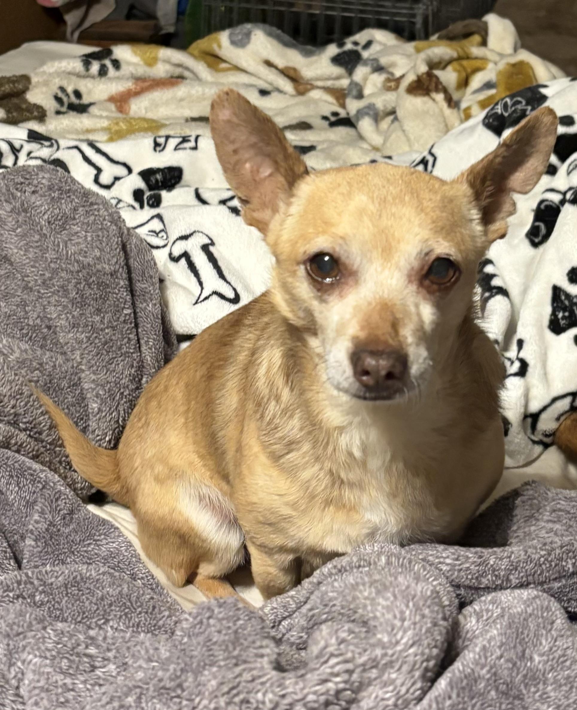 Enlarge Poncho, a Adopted mixed breed in Harriman, TN image 2/3