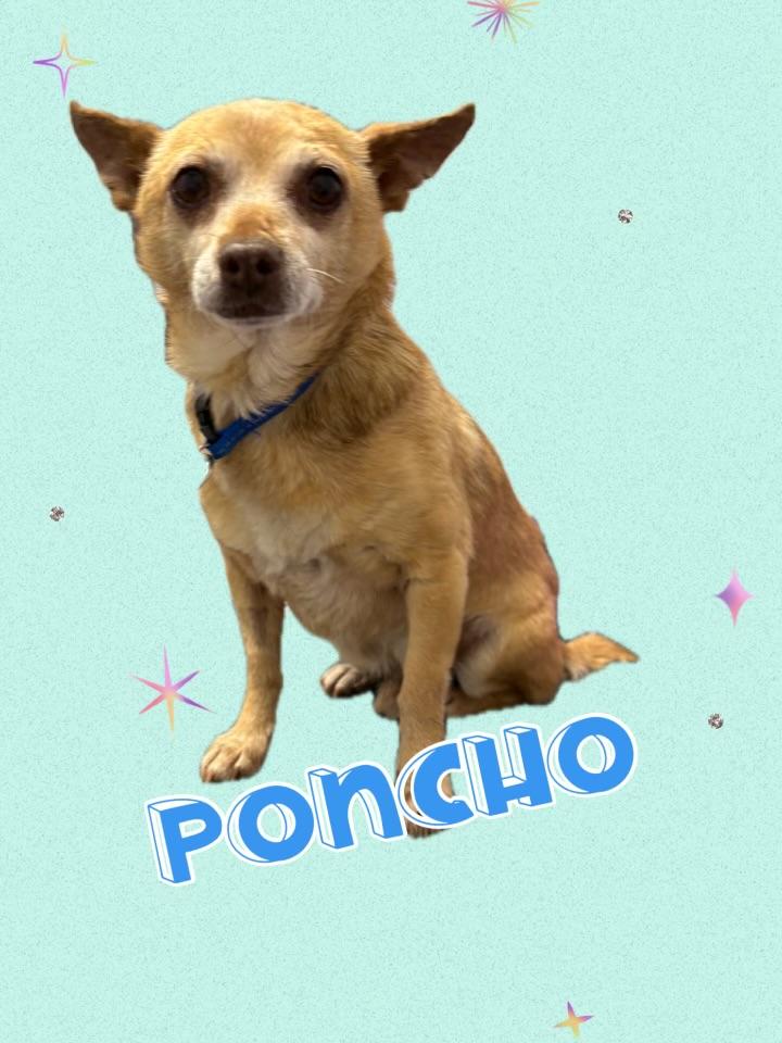 Enlarge Poncho, a Adopted mixed breed in Harriman, TN image 3/3