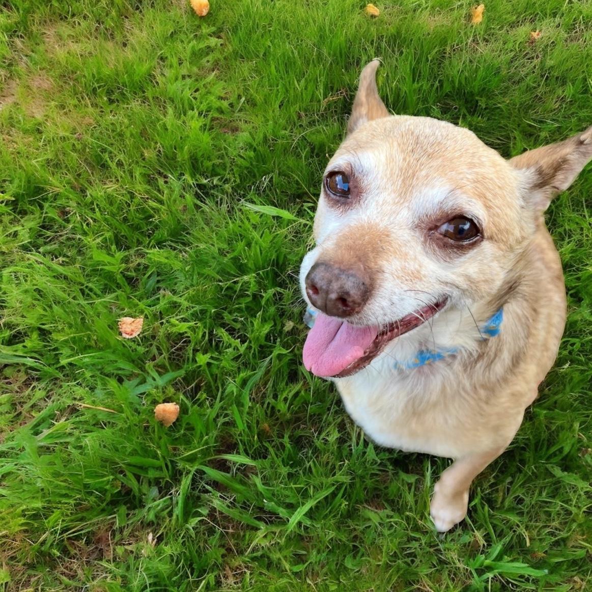 Enlarge Poncho, a Adopted mixed breed in Harriman, TN image 1/3