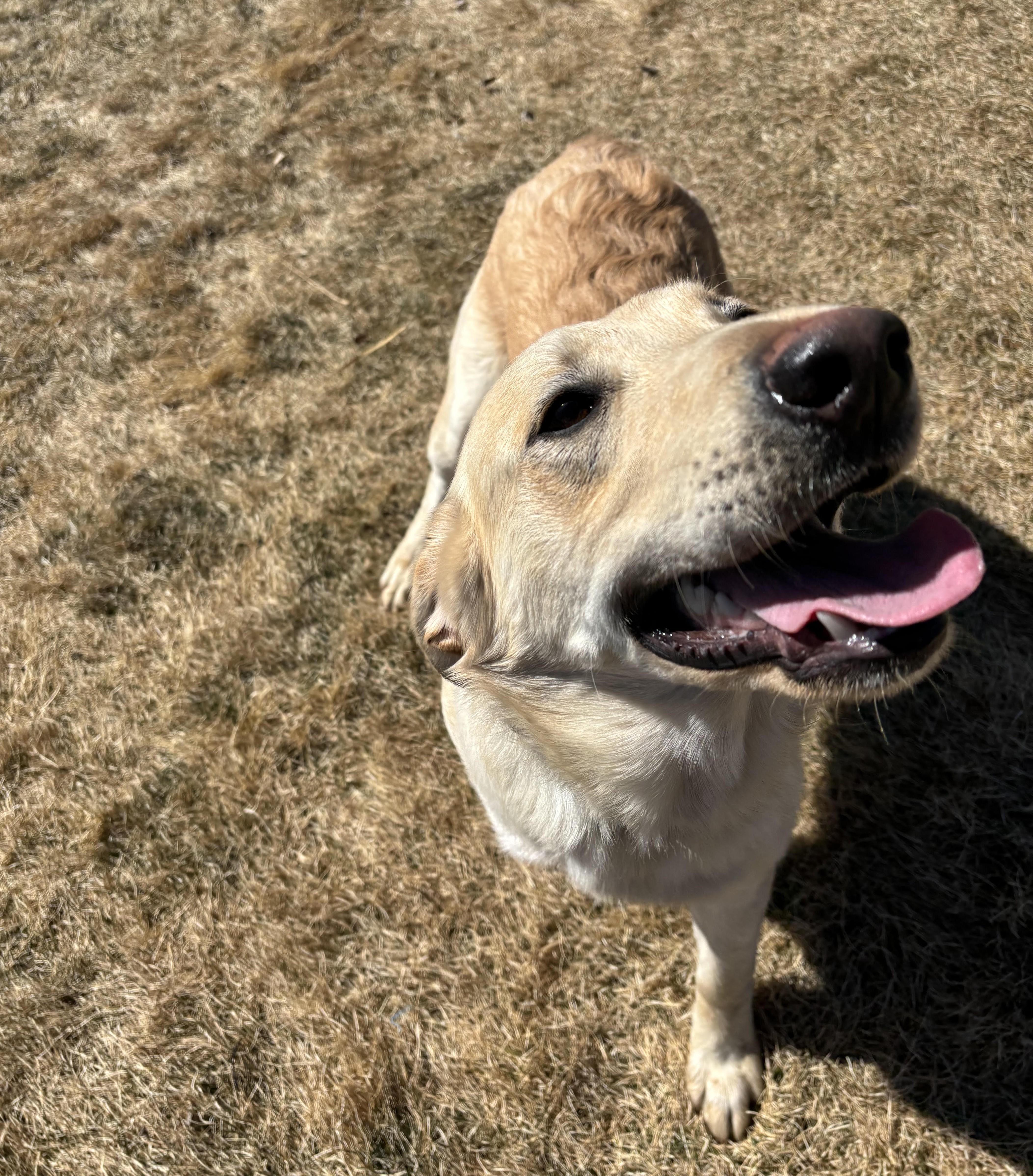 Enlarge Blinkin , a ADOPTABLE mixed breed in Montrose, CO image 5/6