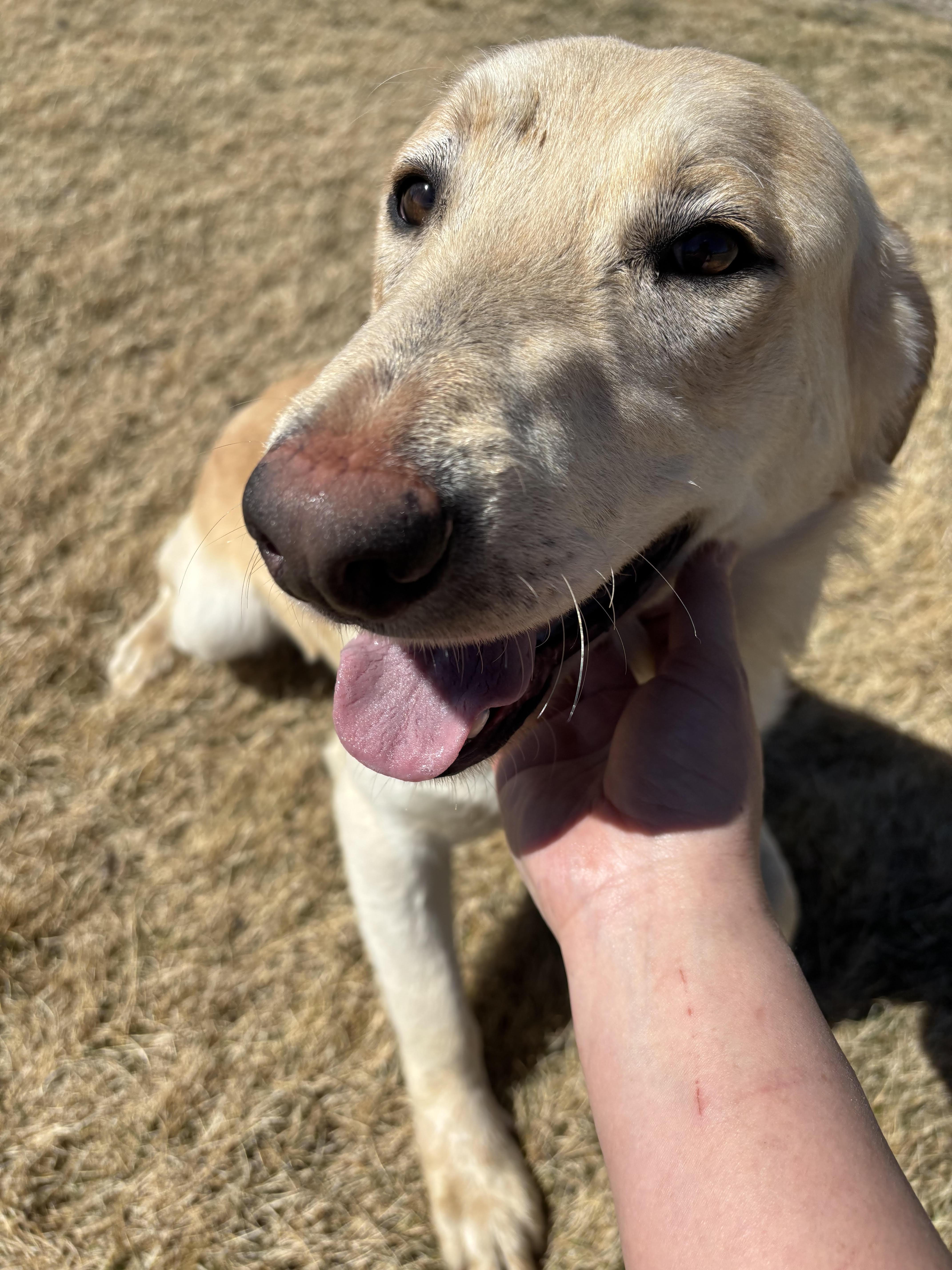 Enlarge Blinkin , a ADOPTABLE mixed breed in Montrose, CO image 3/6
