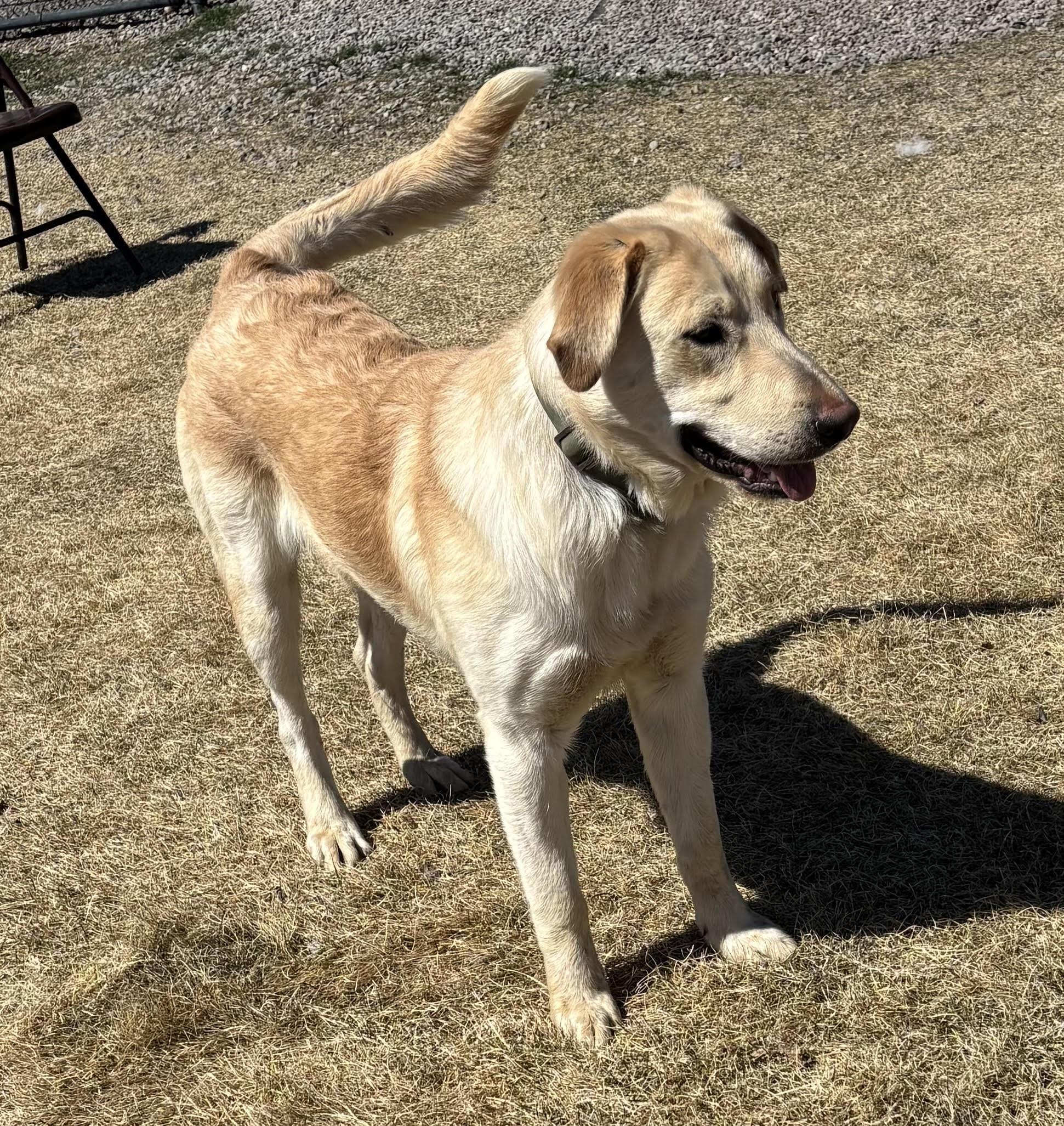 Enlarge Blinkin , a ADOPTABLE mixed breed in Montrose, CO image 2/6