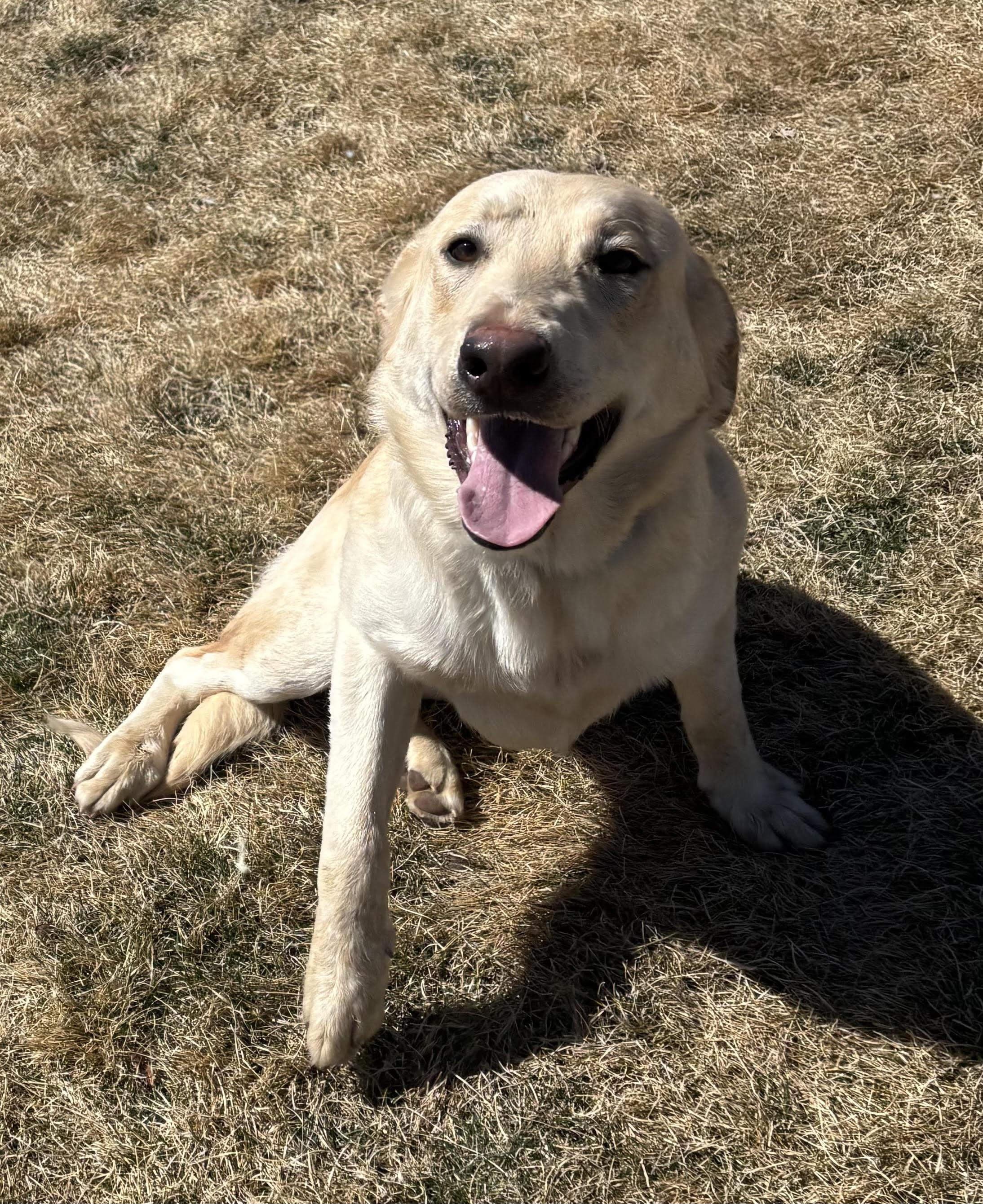 Enlarge Blinkin , a ADOPTABLE mixed breed in Montrose, CO image 1/6