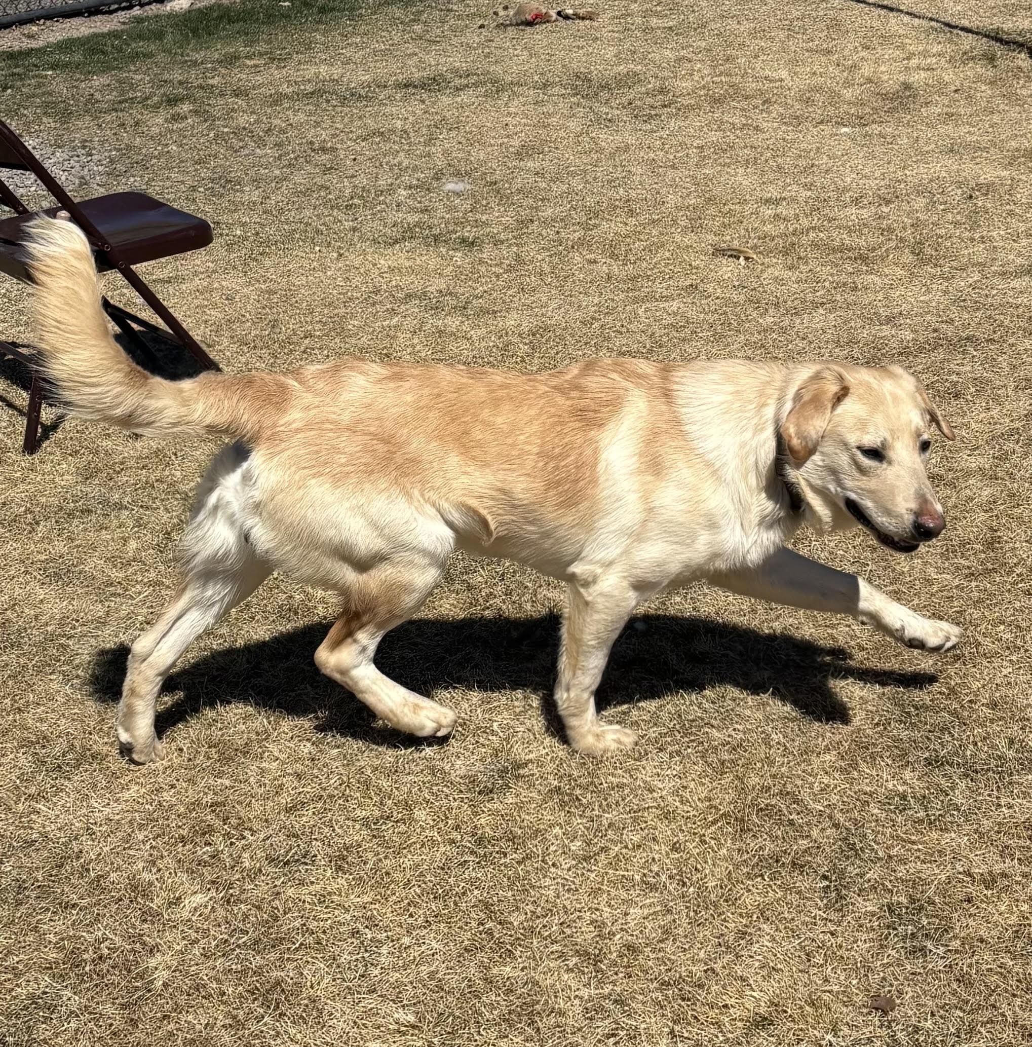 Enlarge Blinkin , a ADOPTABLE mixed breed in Montrose, CO image 4/6