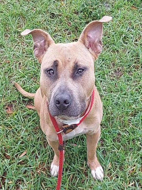 Enlarge RAIN, a Adoptable mixed breed in Fort Lauderdale, FL image 1/1