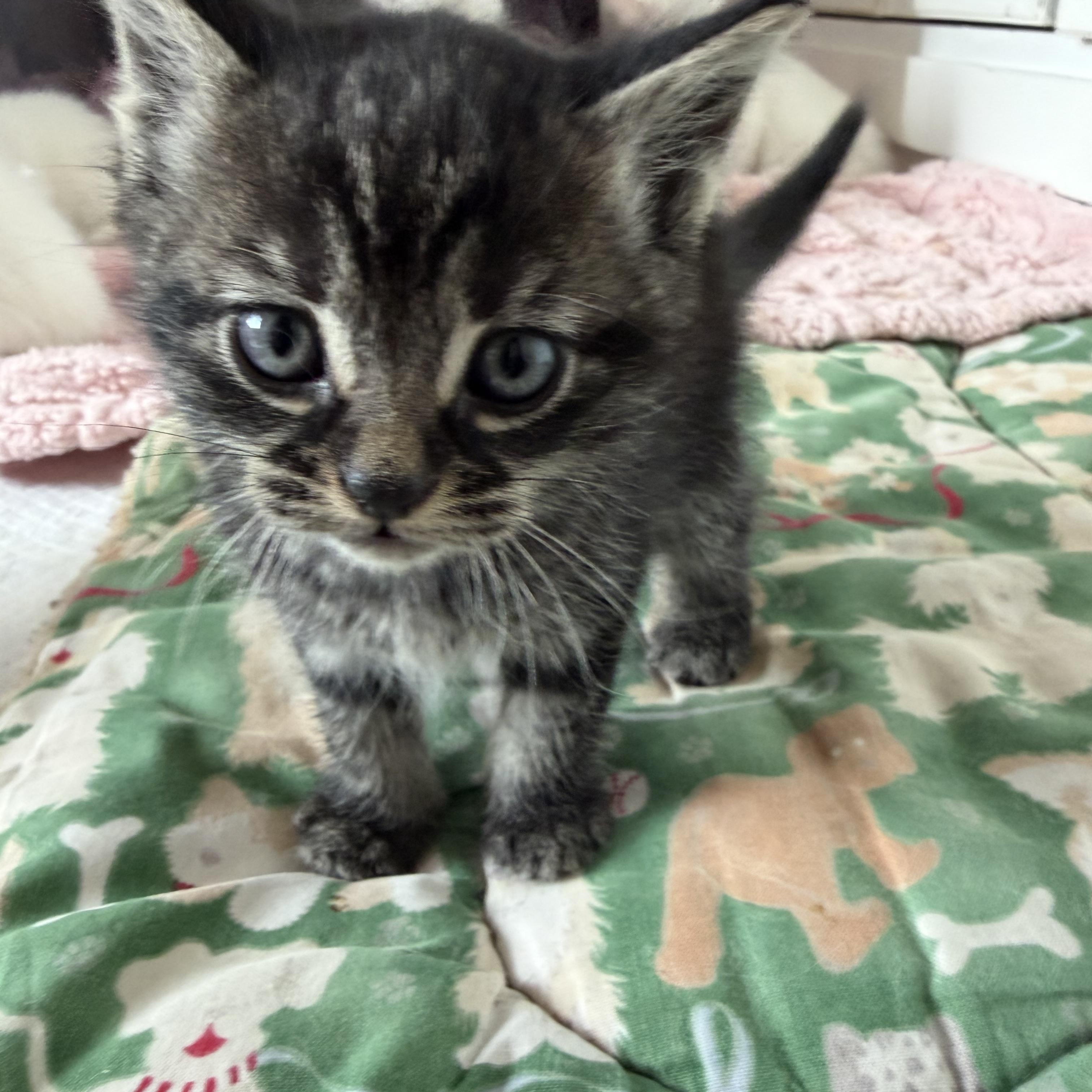 Peep, Adoptable, Kitten Female Domestic Short Hair.