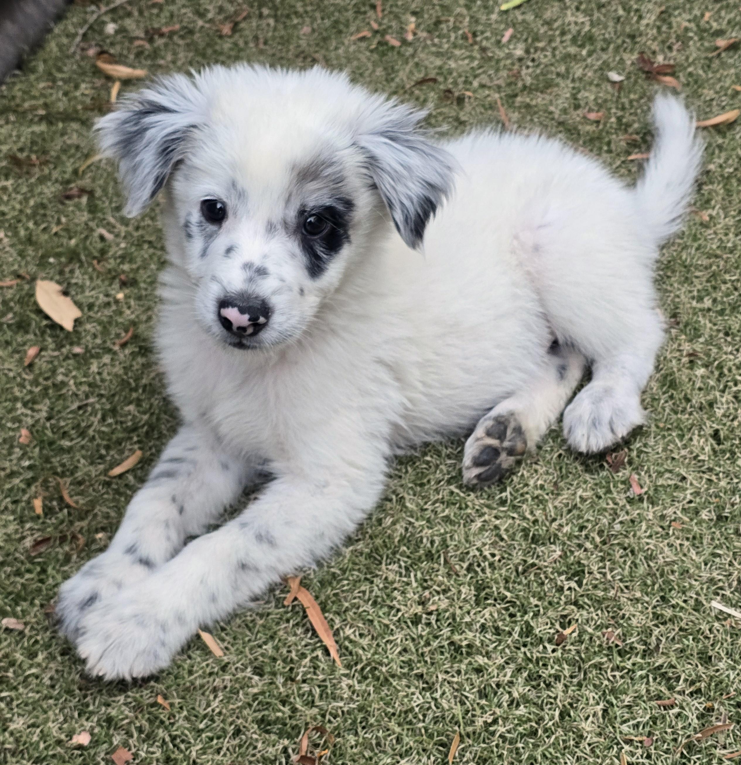 Enlarge Yoshi, an adopted mixed breed in Apache Junction, AZ image 1/5
