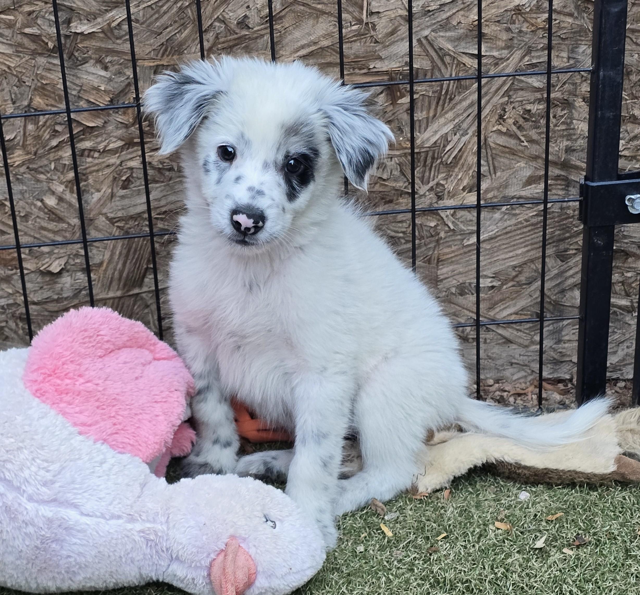 Enlarge Yoshi, an adopted mixed breed in Apache Junction, AZ image 3/5