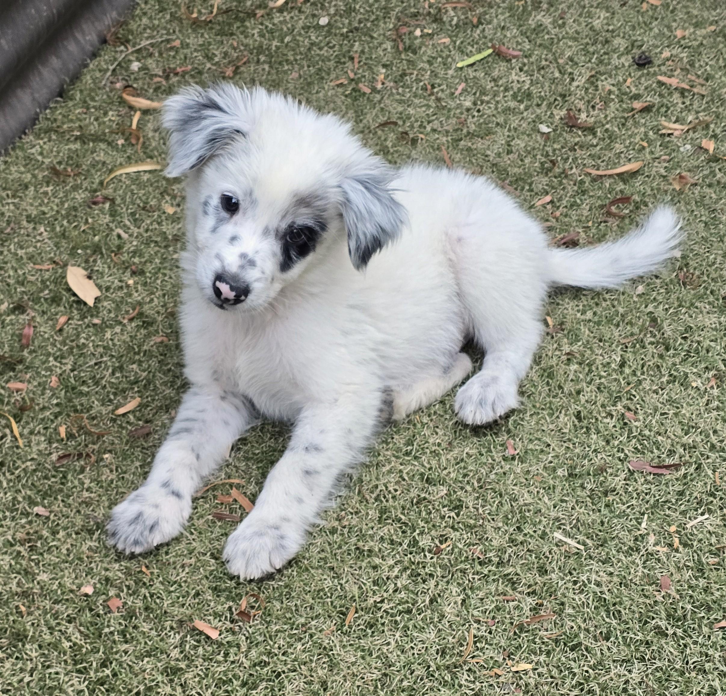 Enlarge Yoshi, an adopted mixed breed in Apache Junction, AZ image 4/5