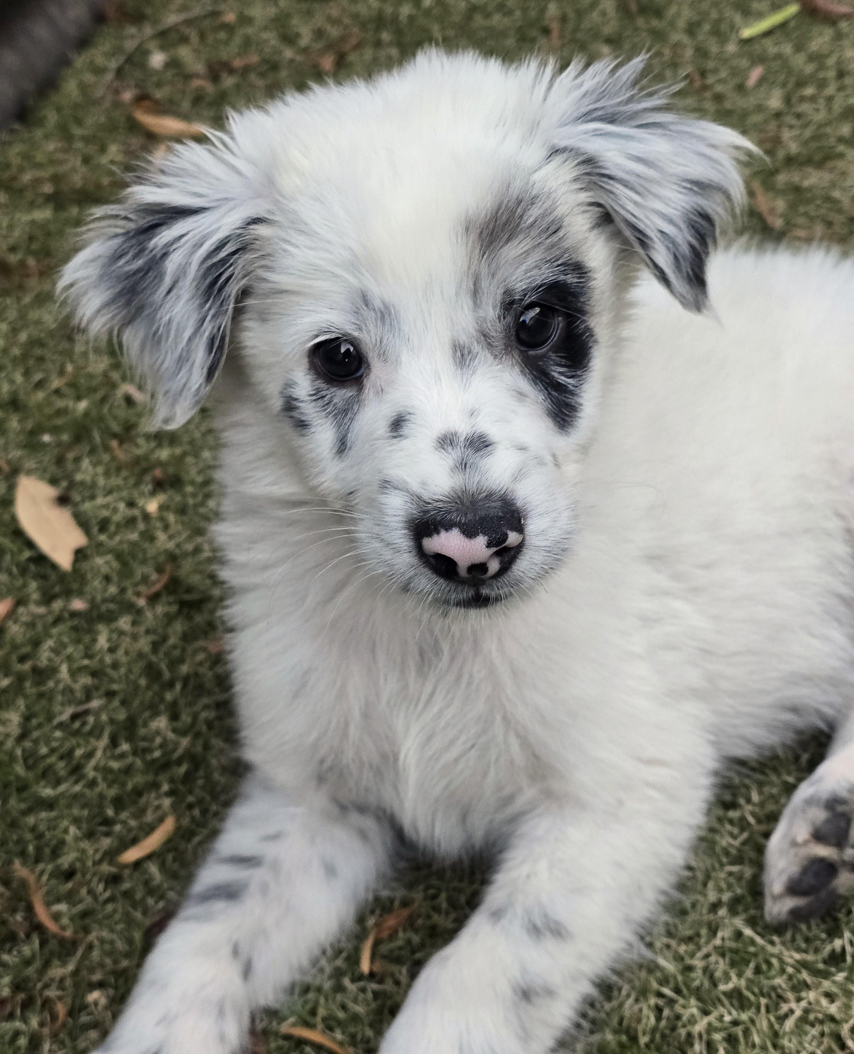 Enlarge Yoshi, an adopted mixed breed in Apache Junction, AZ image 2/5