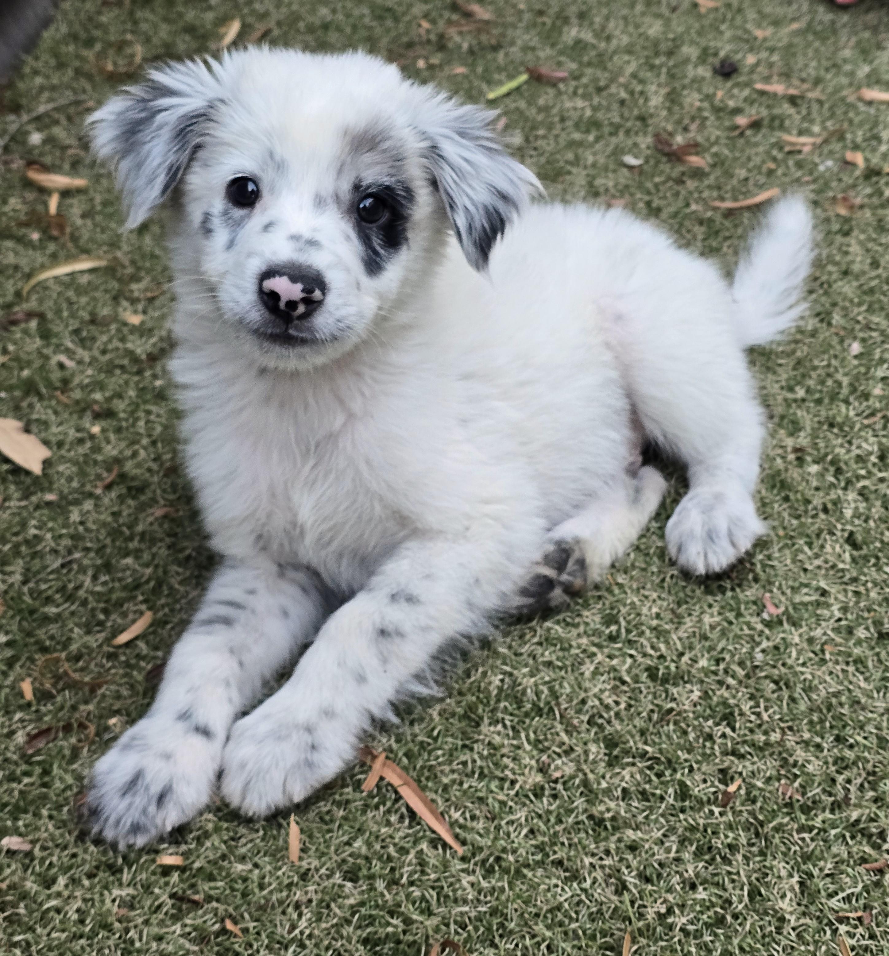 Enlarge Yoshi, an adopted mixed breed in Apache Junction, AZ image 5/5