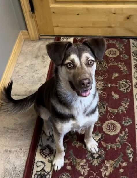 Porter, Adoptable, Young Male Australian Shepherd & Husky.