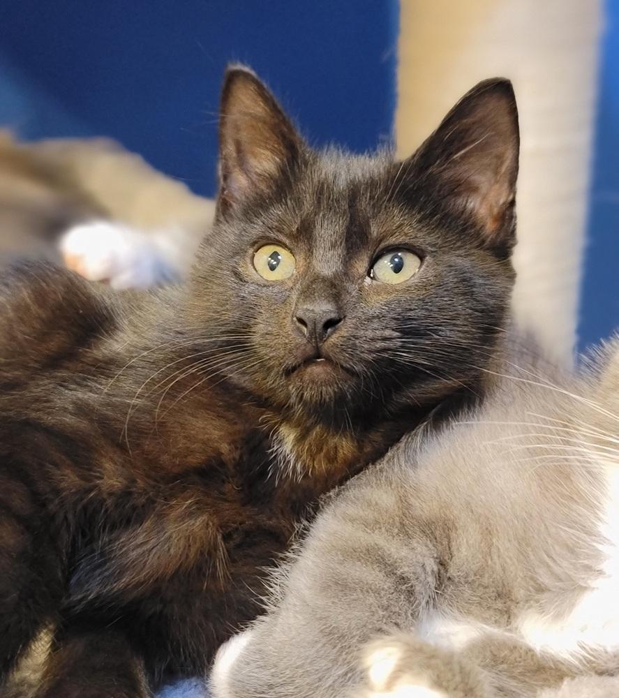 Royal, Adoptable, Kitten Female Domestic Short Hair.